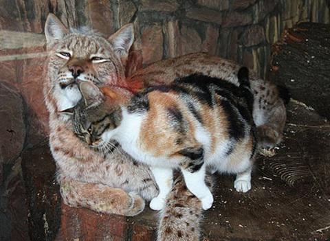tarte25252's tweet photo. 野良ネコが恋した相手は動物園のヤマネコだったｗｗｗ 
http://t.co/lRtWNKpRyv

動物園はネコを引き取り、いつでも檻の中のヤマネコに会えるようにしたとのこと http://t.co/qxWKzhtBW0