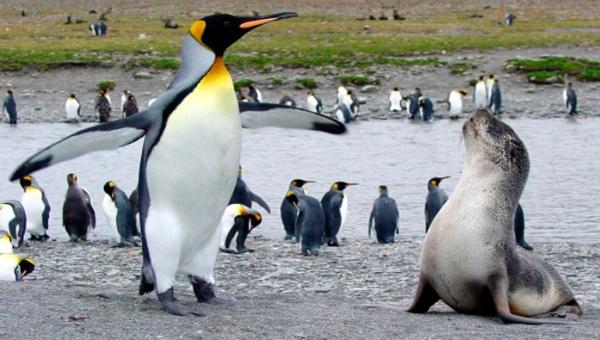 teleSURtv's tweet photo. #Naturaleza asombrosa: Lobos marinos se aparean con pingüinos >>> http://t.co/kbGEyNIUJC http://t.co/ccaFie5Xvt