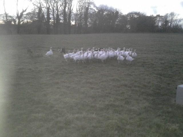 FieldstownFarm's tweet photo. Coming in late this evening http://t.co/qiPEof0Rjm