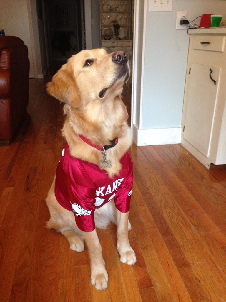mediateAR's tweet image. Honey is ready to call the Hogs! #wps