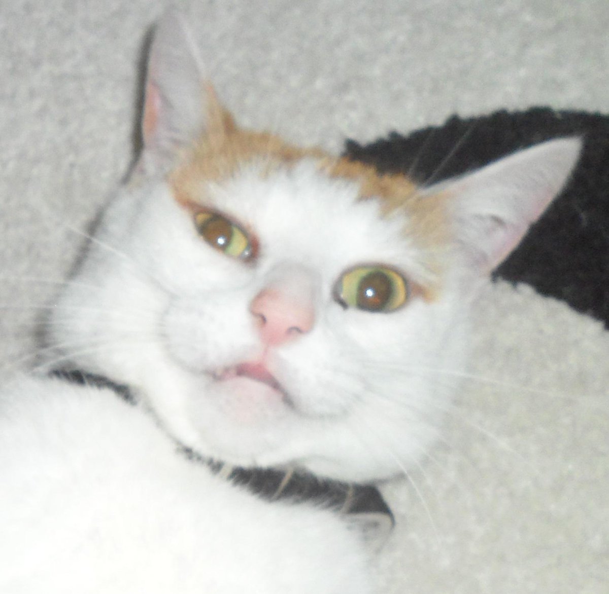 This has generally been the look on my face since @george_purr moved in.. A mixture of terror and annoyance.