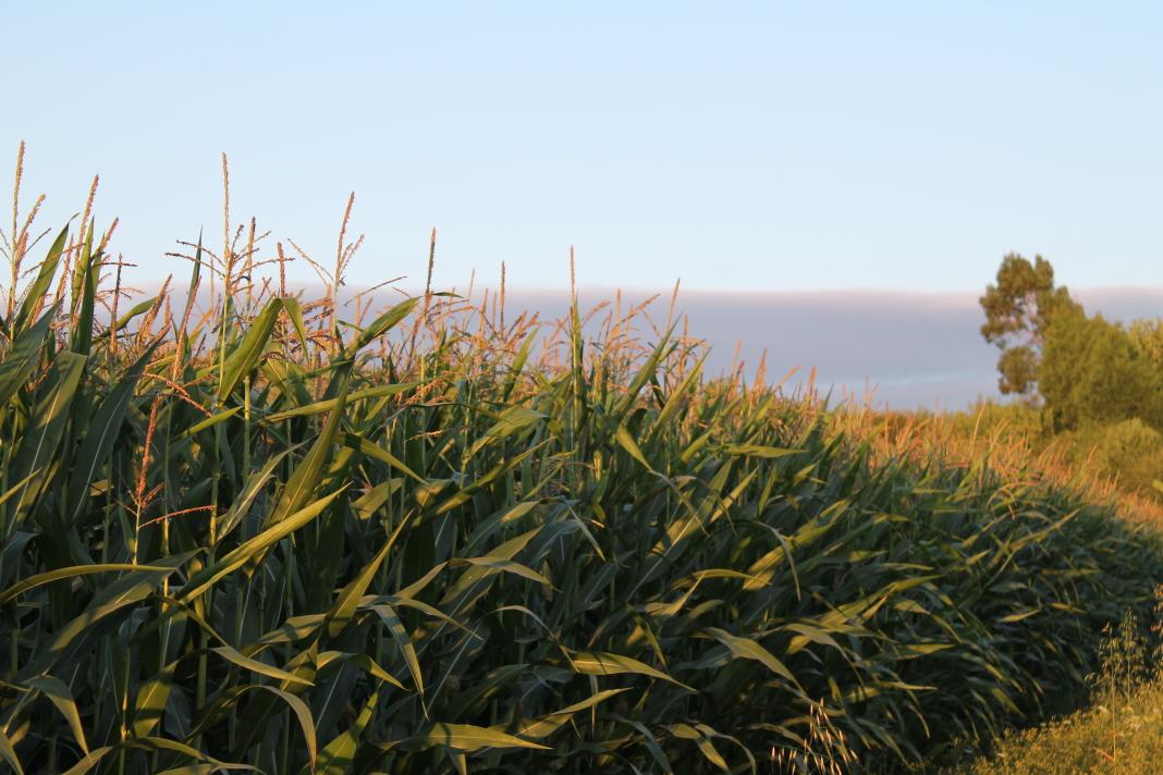 A sunlit field 🌾
#field #sunlit #golden #photography