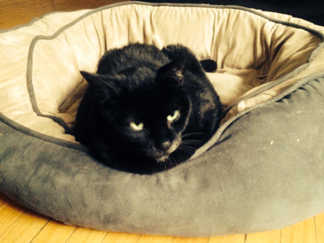 Val555's tweet photo. #cat #stealing #dog #bed @TorontoPeacePup @CW_Entertains @Pop69Movie #Kiwi #boss http://t.co/QLvopxyCih