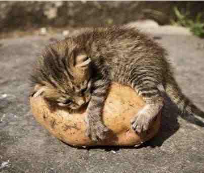 We feel like this cat today. We never want to let go... POTATO 🍀 #TheEnd get down to <a href="/NimaxTheatres/">Nimax Theatres</a> and join us!