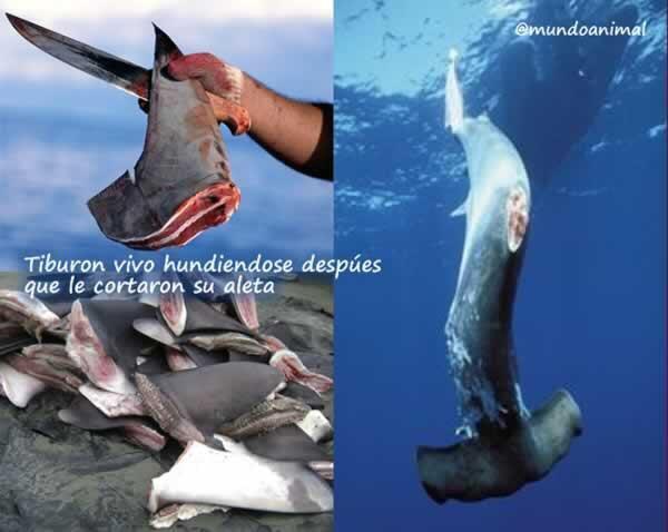 NataliaOficial_'s tweet image. Hay que ser muy hijo de pu.. para hacer esto. Que asco me da de la gente así