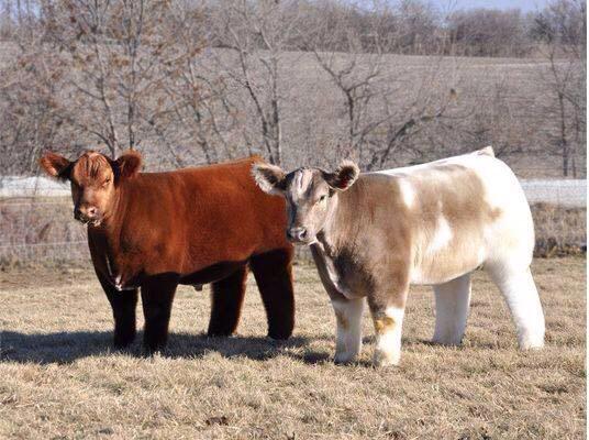 jen_titch's tweet photo. Ughhhhhh 😍🐮 http://t.co/s8w7eXwvBa