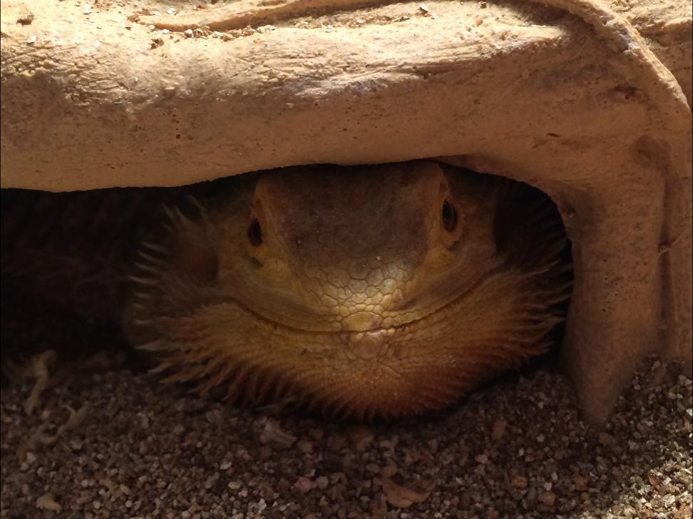RescueRanchNC's tweet photo. Mushy wants to wish everyone a Good Saturday Morning from all of us at the Ranch! #RRAnAn http://t.co/UYIiMeWvHd