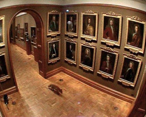 Surveillance cameras observe a fox exploring the Tudor and Georgian rooms of the National Portrait Gallery at night