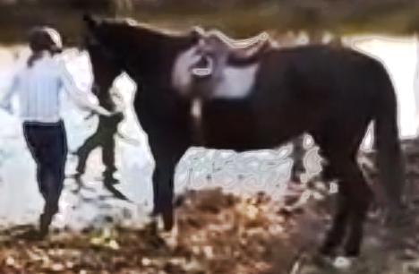 ericlhansen's tweet photo. My new favorite horse training video... it's only had 10million+ views! http://t.co/O9ST39qEgC http://t.co/CRjnCybDAV