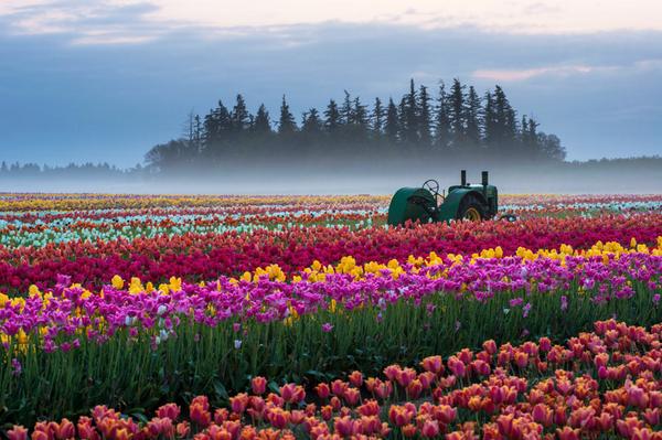 travellerpix's tweet photo. Tulip field in Oregon. Photo by Piriya Wongkongkathep. http://t.co/dTAmeJHMc7