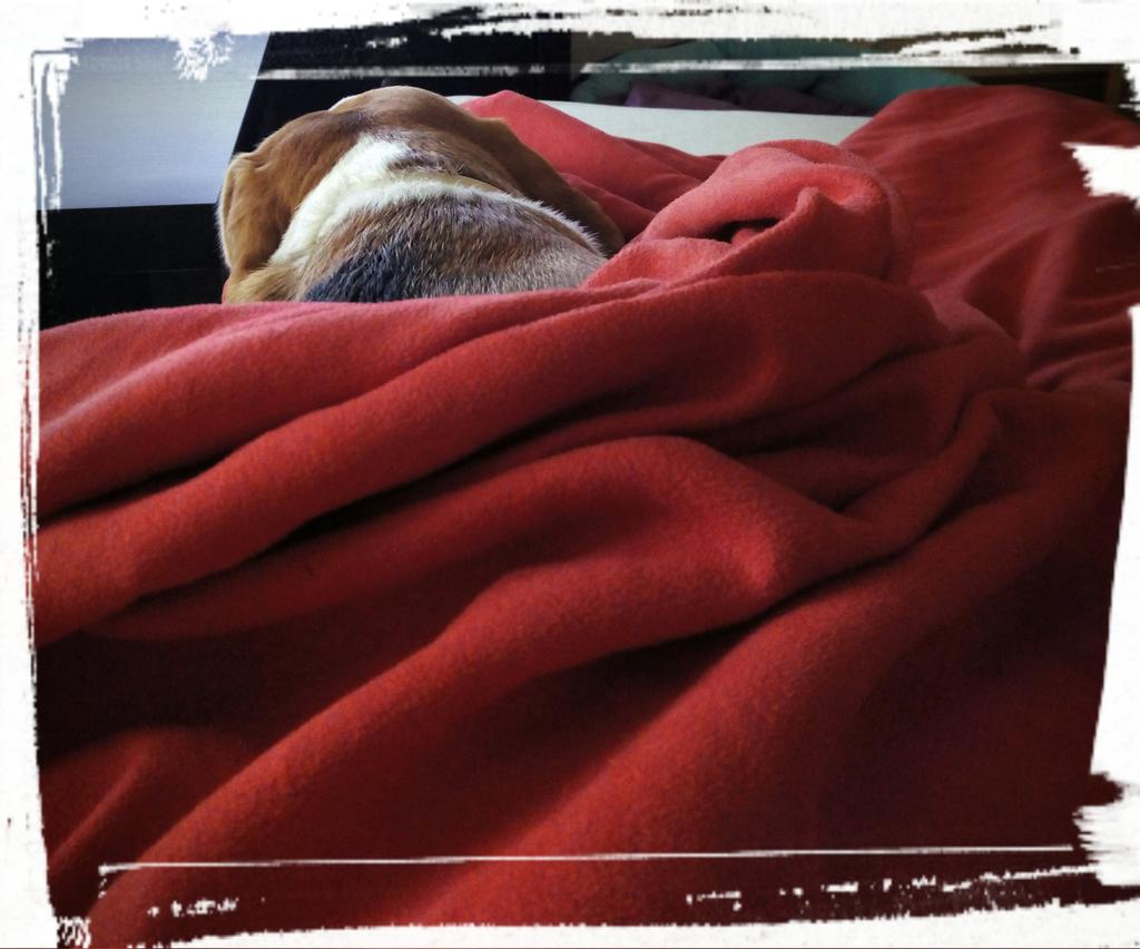 Raquel_LNPM's tweet photo. Después de trabajar no hay nada como acurrucarse en el sofá, con mi perri, y esperar a que llegue @Tonono_1982 http://t.co/T1TS2CxyWs
