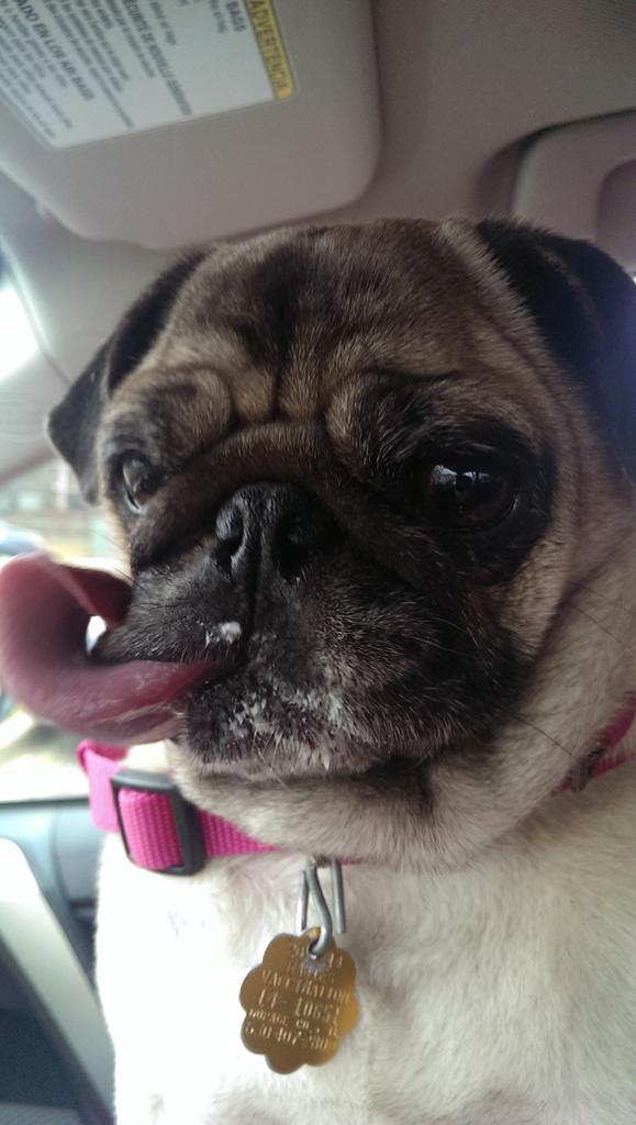 PralineMariePug's tweet photo. #afteraffect http://t.co/SViBy6bHkN