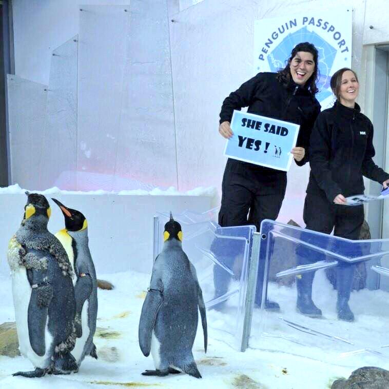 repTdotO's tweet image. That time I popped the question to #myaussie inside the penguin enclosure &amp;amp; SHE SAID YES!!! &amp;lt;3 #officiallyengaged