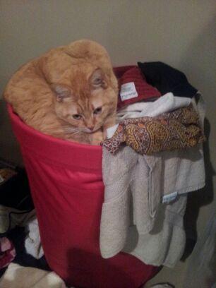 Happy #caturday! Love, Chloe. #cat.