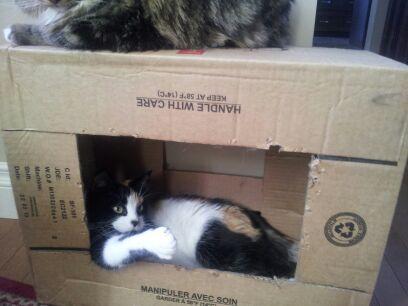 Yo! It's #caturday my fellow cat peeps. I'm getting ready for #catboxsunday- what are you doing today? Midna #cat