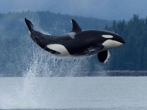 amazinwildlife's tweet photo. One look at this image will tell you that Orcas shouldn't be in captivity http://t.co/0gFJW69ss5
