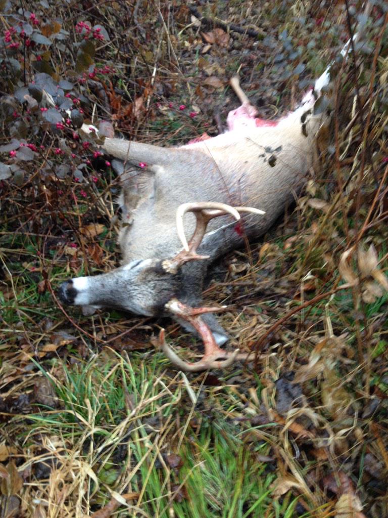 kenziehope5's tweet photo. Dad brought home the meat this morning. #deersticks http://t.co/7GfInRE010