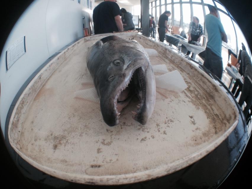 exploratorium's tweet photo. Fisheye of our fishy friend.  @NOAA &amp; Lori L lead teachers in bio-printing, making art w/ ocean organisms. #TeachNGSS http://t.co/mc9W8mdxhY