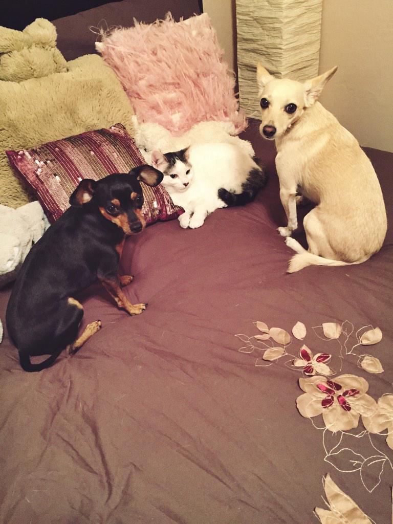 IvythekittyCat's tweet photo. Cats rule dogs drool http://t.co/lafh77jD03