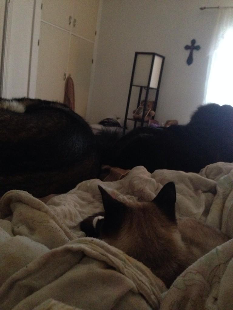 wildflower133's tweet image. Nothing like some kitty and puppy cuddles to make you feel better