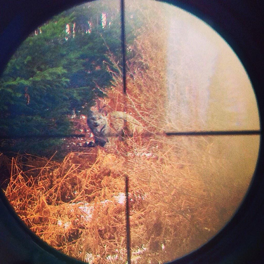 cagger9's tweet photo. Lots of deer seen today but this has to be the highlight. #northernlife #justalynx #2014hunt http://t.co/nHymozkjKF