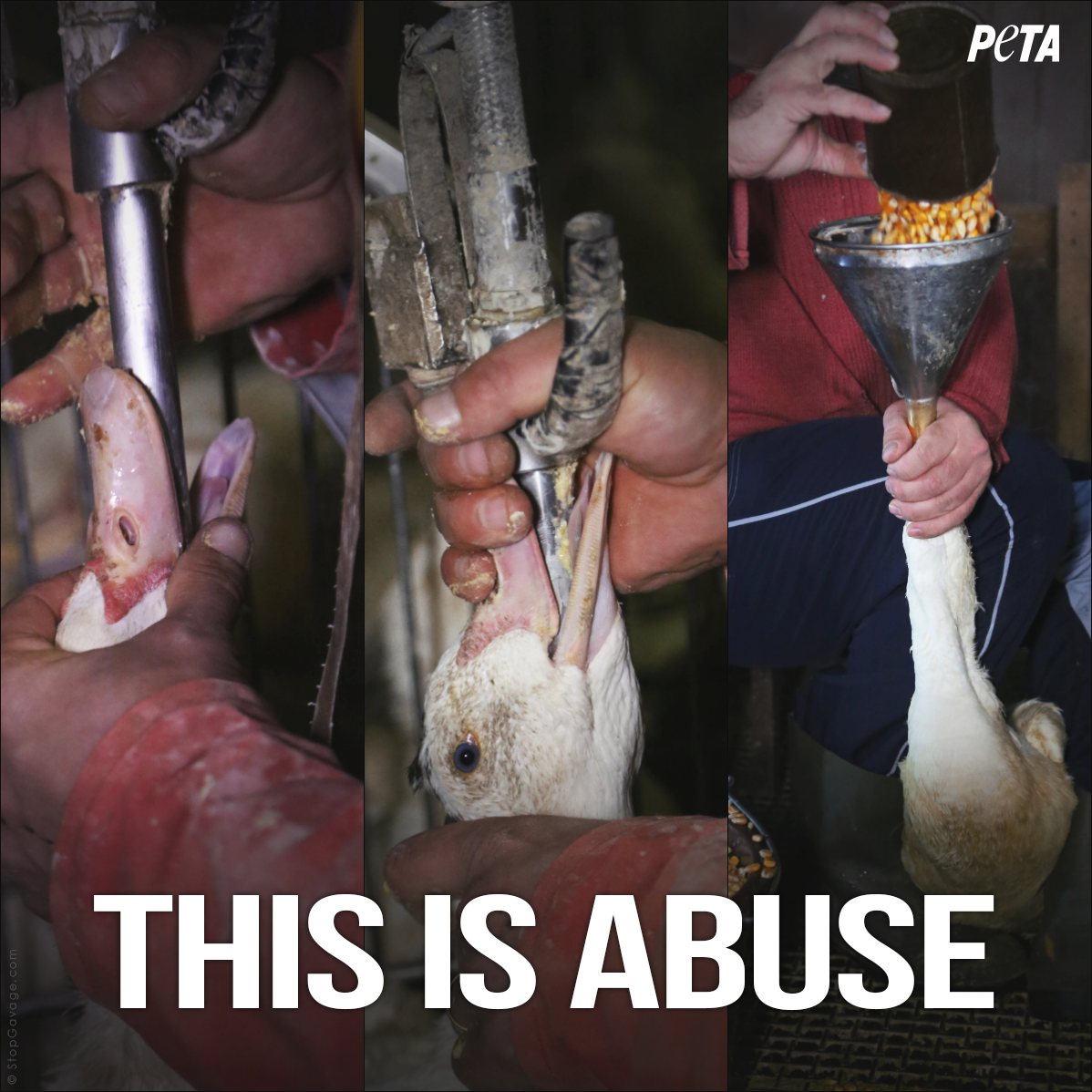 peta's tweet photo. #Reasons2GoVegan: Bc jamming a pipe down a goose's throat &amp; force-feeding him 4 #FoieGras is WRONG.

RT if u agree! http://t.co/rBwkervOfL