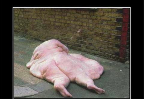 AnneWyattanne7's tweet photo. Oh gawd humptydumpty fatassnurmi fell off the wall! Must go now. U all have a #superdooperday ♥
#jodiarias http://t.co/DZNmKZ0iew
