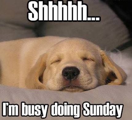 MensHumor's tweet photo. Shhhh... I'm busy doing Sunday. http://t.co/pNXhSQRK25