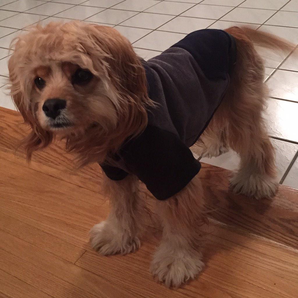 Ver0niqueL's tweet photo. Hey @PetSmart I found your #NextTopDogModel http://t.co/0fn73mN85o