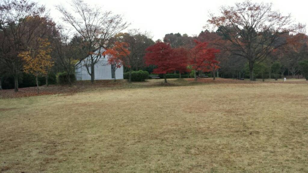 pachipachi07's tweet photo. 今日は朝からフライのキャスティング練習。いつもの公園も紅葉が始まり美しく、静かな朝です。 http://t.co/77UBlgkIbb