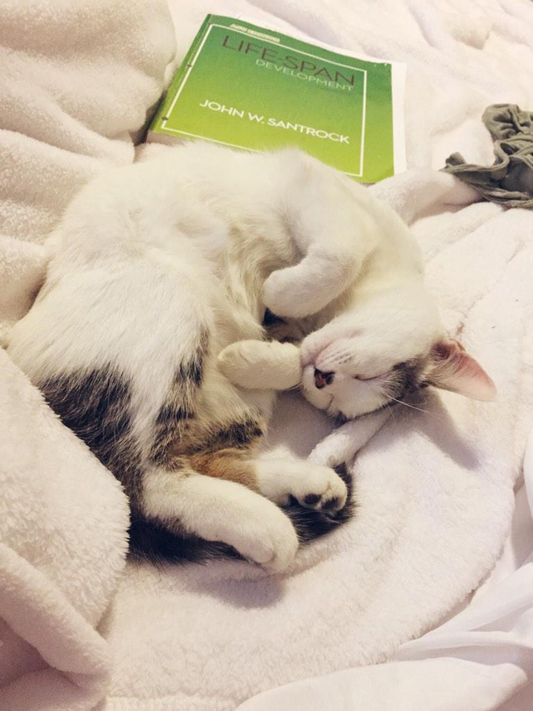 IvythekittyCat's tweet photo. Nothing beats a cat nap http://t.co/cuML6lrO7Q