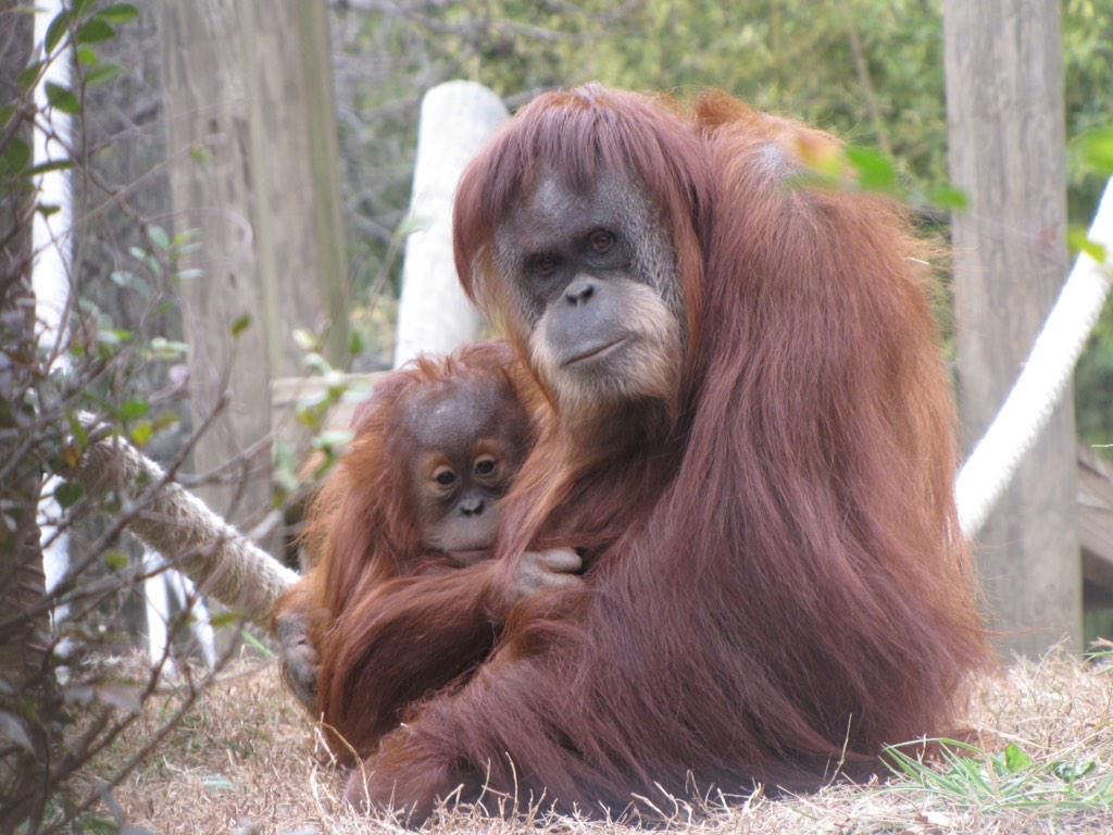 ZooATL's tweet photo. Pongo is thankful his mom is Blaze- their bond is stronger than ever! http://t.co/THJuUvgu06