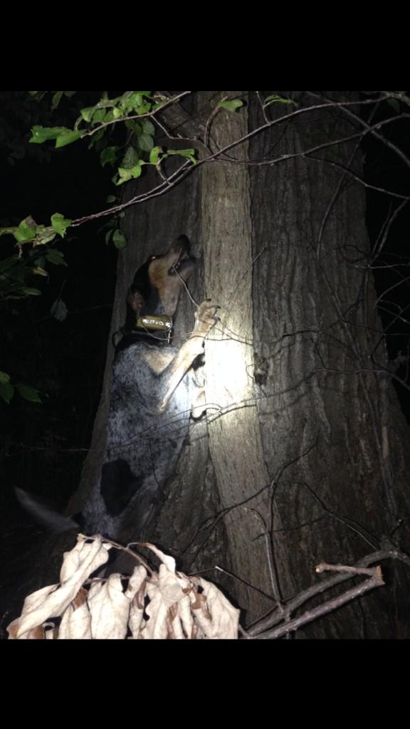 conibearBoy69's tweet photo. I'm gunna miss you Maude and all the crazy coon chases you took me on. #TreeEm #TreeBlue 💙 http://t.co/1tqaCw7BpM