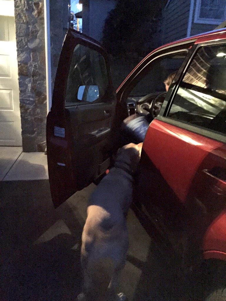 TuckProblems's tweet image. hey @AbbysADog look who i found in my driveway last night!