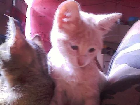 david150515's tweet photo. Te  extraño mucho Tito :( :'( http://t.co/P2OOQmu6qW
