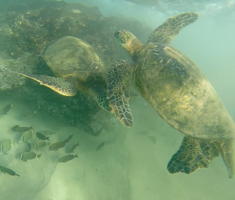 cjweight's tweet photo. Sea turtles right out the door of #med2 meeting in Maui last week @eysenbach @WikiDocJames @cmaer @patarchambault http://t.co/38l5fvcpj1