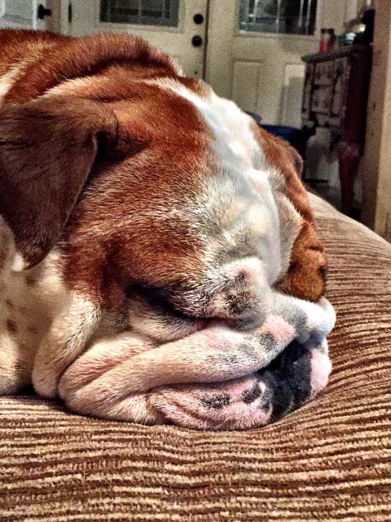 GingerBritt87's tweet photo. Exhausted from all that sleeping he did today. http://t.co/2P7LelDxax