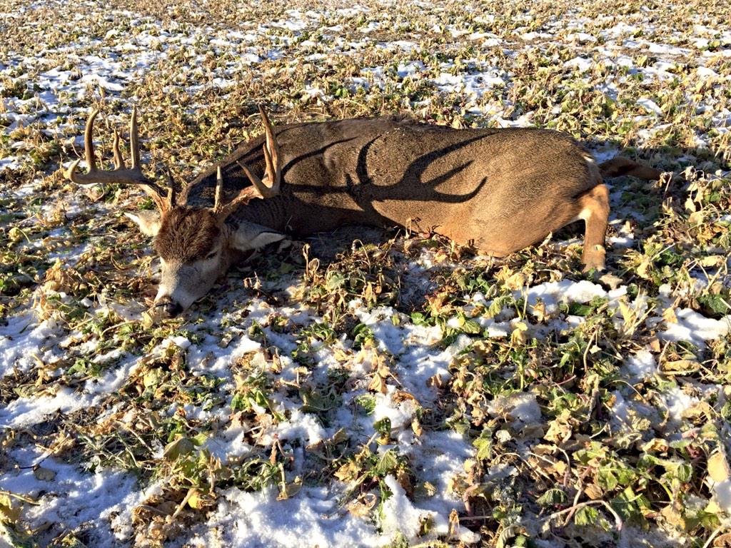 taylordruryland's tweet photo. HERE HE IS! 😃 I harvested this 5 1/2 yr old 138" yesterday morning! Beyond grateful for this season/memories #Phase9 http://t.co/ySBQcKzqZ6