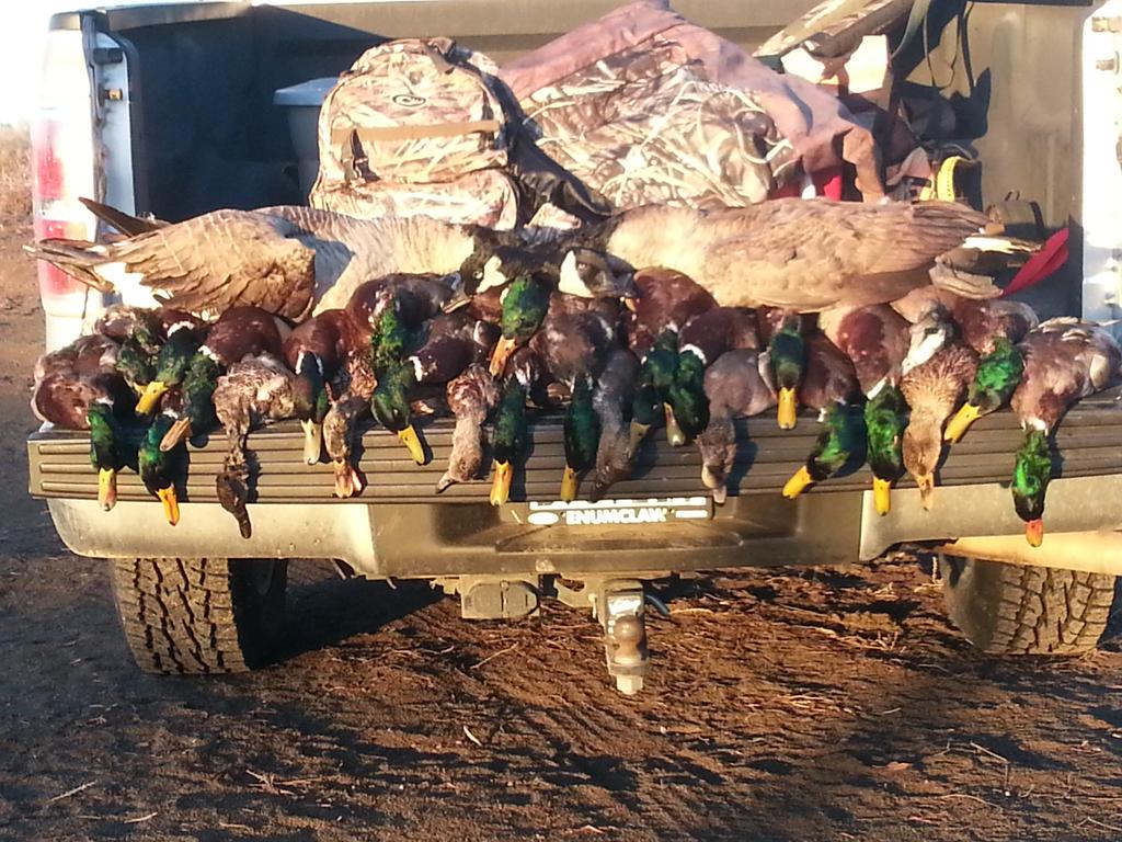 TeskeyMitch's tweet photo. Stacked em up again WA, @SDG_Calls @RigEmRight @GrindWaterfowl @DakotaDecoy @ http://t.co/8eeN13UlDs