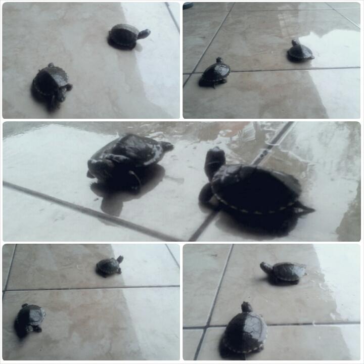 lg nemenin bianca ma bruno jalan-jalan siang \M/