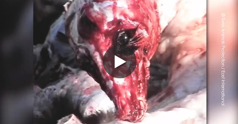 peta's tweet image. Many animals are still FULLY CONSCIOUS when stripped of their FUR.

Tell @BCBGMAXAZRIA 2 STOP: peta.vg/bcbg