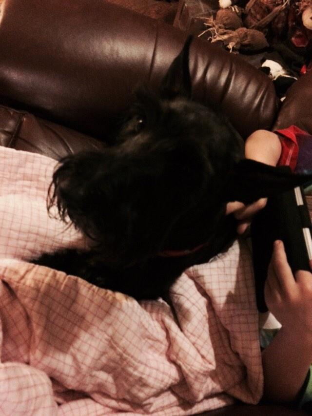 DouglasFindley's tweet photo. Got my hair done &amp; I smell good now 🐶🌹 http://t.co/EQaMdg4n5v