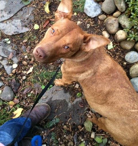 Momma O is due to give birth any day now! Yay puppies!!! #Icantwait