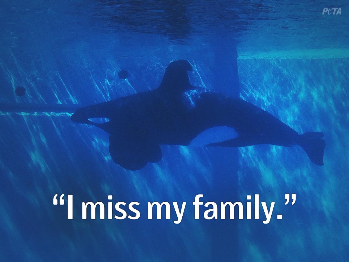 peta's tweet photo. #MacysParade celebrates family. 

WHY r they having #SeaWorld who TEARS FAMILIES APART?

SIGN: http://t.co/YFRO0Kxtvg http://t.co/6P6jWbwLwb