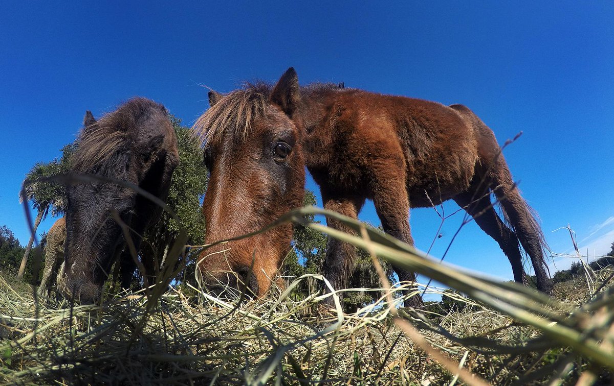 Story+video+photos about the wild ponies of Little Horse Island &amp; the volunteers saving them: bit.ly/1uUXQ3N