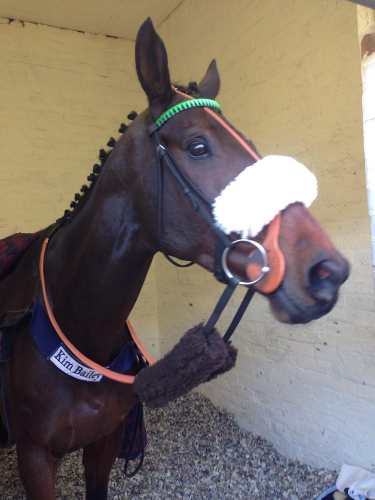 msleighpollard's tweet photo. #harrytopper before and after his race yesterday @kimbaileyracing @NichollsMat #camehomesafe #trieshisbest http://t.co/BS9OX45Mhh