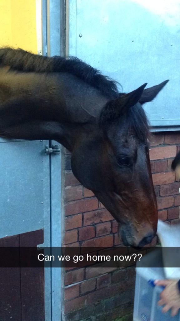 msleighpollard's tweet photo. #harrytopper before and after his race yesterday @kimbaileyracing @NichollsMat #camehomesafe #trieshisbest http://t.co/BS9OX45Mhh