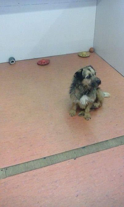 Owners have a week left to claim Bobby, the dog found travelling on a Rochdale bus by himself
manchestereveningnews.co.uk/news/greater-m…