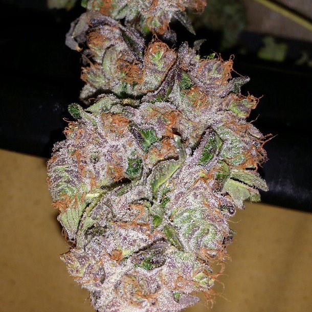 dailyloudpack's tweet image. Killer Daily Loud Pack 🍪🔥(Girl Scout Cookies Haze)