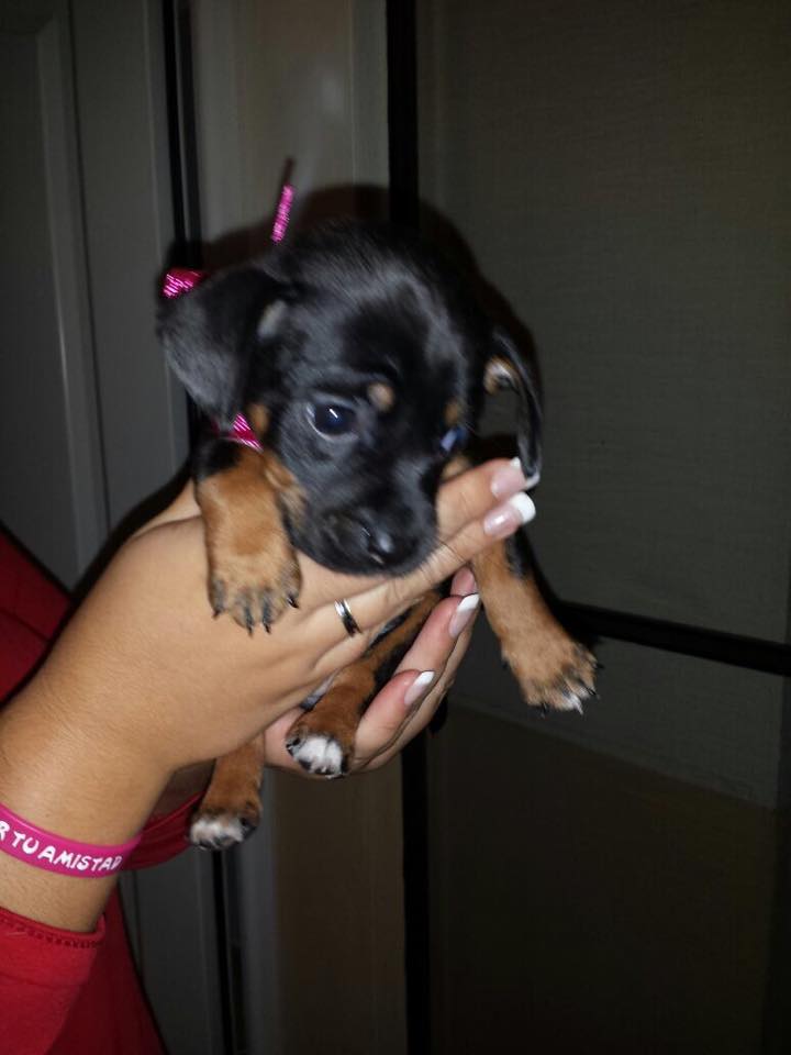 LASAnimal's tweet photo. https://t.co/6KVjJqhwyp MESTICITOS DE MENOS DE 1 MES!!! Buscan casa!!! http://t.co/h0sEIP9L0v